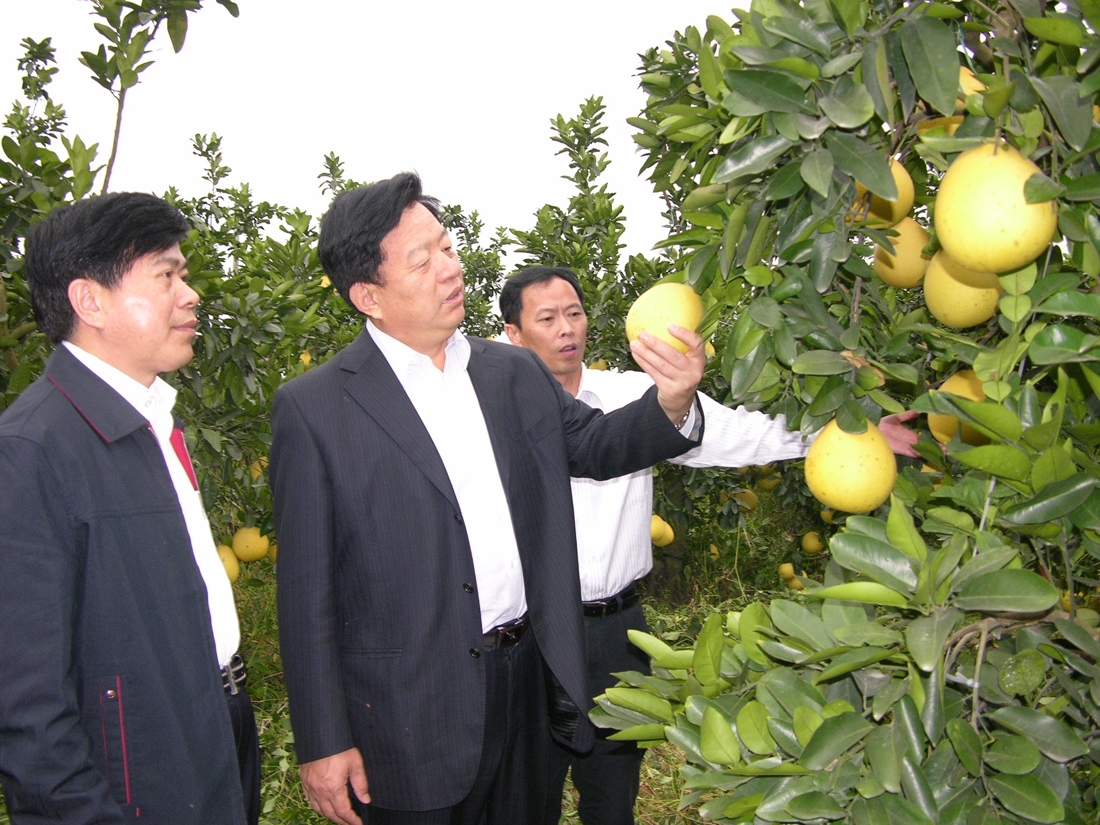 11月18日, 國(guó)家質(zhì)檢總局副局長(zhǎng)魏傳忠參加了海峽兩岸(福建漳州)花卉博覽會(huì)暨農(nóng)業(yè)合作洽談會(huì),并考察了漳州市農(nóng)產(chǎn)品安全專(zhuān)項(xiàng)整治以及對(duì)臺(tái)農(nóng)產(chǎn)品檢驗(yàn)檢疫工作。圖為魏傳忠在平和蜜柚出口果園現(xiàn)場(chǎng)督查廈門(mén)檢驗(yàn)檢疫局產(chǎn)品質(zhì)量和食品安全專(zhuān)項(xiàng)整治工作