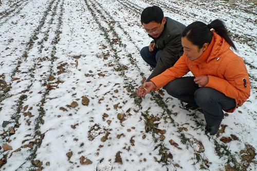 2月10日,山東省聊城市周店村農(nóng)民謝曉蘭(右)、劉勇在積雪的麥田察看墑情。當(dāng)日,山東聊城降下首場(chǎng)春雪。自去年9月份以來,聊城市一直無有效降水,農(nóng)田重旱面積已達(dá)105萬畝。這場(chǎng)春雪就目前降水量而言,對(duì)緩解當(dāng)前旱情作用不大明顯。