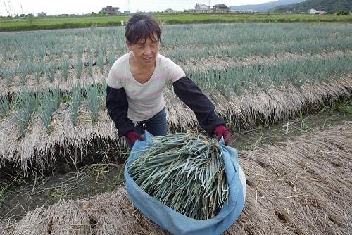 8月6日,在臺灣宜蘭縣三星鄉(xiāng),農(nóng)民抓緊時間采摘成熟的青蔥。新華社發(fā)(吳景騰 攝)