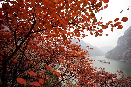 長(zhǎng)江三峽在滿(mǎn)山紅葉映襯下景色如畫(huà)(12月5日攝)。新華社發(fā)(鐘桂林 攝)