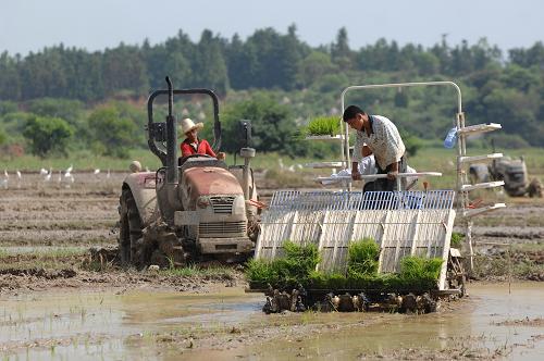7月24日,來自外縣的農(nóng)機手在撫州唱凱鎮(zhèn)進行機械插秧。當日,江西撫州市臨川區(qū)唱凱堤決口災(zāi)區(qū)專項機械插秧作業(yè)任務(wù)圓滿完成。6月21日唱凱堤決口后,被稱為江西“贛撫糧倉”的臨川區(qū)境內(nèi)10多萬畝農(nóng)作物被淹。洪水退后,江西省農(nóng)業(yè)廳迅速組織來自江西省內(nèi)外的20多家農(nóng)機生產(chǎn)銷售企業(yè),30多個農(nóng)機服務(wù)小隊,前往災(zāi)區(qū)指導農(nóng)民生產(chǎn)自救,恢復農(nóng)業(yè)生產(chǎn),確保農(nóng)業(yè)“重災(zāi)區(qū)”變?yōu)?#8220;豐收區(qū)”。 新華社記者 周密 攝
