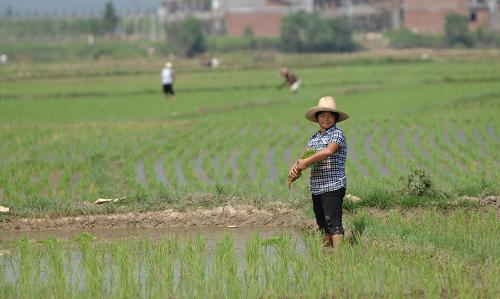7月24日,農(nóng)民在撫州唱凱鎮(zhèn)插秧。新華社記者 周密 攝