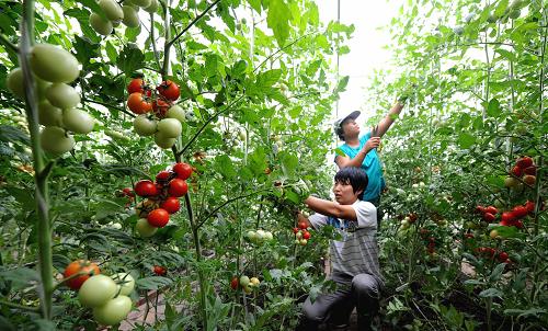 9月5日,已搬住進(jìn)城鎮(zhèn)化樓房的華明鎮(zhèn)村民在宅基地復(fù)墾后的設(shè)施農(nóng)業(yè)園里給西紅柿切枝。 天津東麗區(qū)華明鎮(zhèn)通過(guò)宅基地?fù)Q房,讓昔日的老村子老宅子變成了現(xiàn)代化的設(shè)施農(nóng)業(yè)產(chǎn)業(yè)園。目前,華明鎮(zhèn)首期宅基地復(fù)墾設(shè)施農(nóng)業(yè)產(chǎn)業(yè)園已達(dá)到2126畝,讓不少已搬住進(jìn)城鎮(zhèn)化樓房的村民們又回歸了土地重新就業(yè)。如今已掌握了設(shè)施農(nóng)業(yè)種植技術(shù)的村民們平均每畝地純收入超過(guò)1萬(wàn)元,他們種植的有機(jī)蔬菜、水果通過(guò)“農(nóng)超對(duì)接”直接進(jìn)入超市,豐富了市民的菜籃子。 據(jù)介紹,華明鎮(zhèn)倡導(dǎo)的“宅基地?fù)Q房”是指在規(guī)劃建設(shè)小城鎮(zhèn)時(shí),在國(guó)家現(xiàn)行的政策法律框架內(nèi),堅(jiān)持承包責(zé)任制不變、可耕種土地不減,尊重農(nóng)民自愿的原則,農(nóng)民用自己的宅基地,按照規(guī)定的置換標(biāo)準(zhǔn)換取小城鎮(zhèn)中的一套住宅,而農(nóng)民原有的宅基地統(tǒng)一組織整理復(fù)耕,實(shí)現(xiàn)耕地占補(bǔ)平衡。 新華社記者 劉海峰 攝