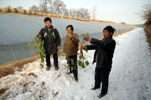 1月24日,陜西省大荔縣嚴(yán)莊村村民李福堂(中)等人在展示受凍害的溫室黃瓜秧。李福堂有近3畝大棚黃瓜,眼看就要收獲,卻因雪災(zāi)凍害,基本絕收,損失近4萬元。 1月11日至1月22日,陜西省出現(xiàn)了自1957年以來罕見的最強(qiáng)降雪過程。這導(dǎo)致陜西局部地區(qū)出現(xiàn)雪災(zāi),損失嚴(yán)重。另據(jù)最新氣象資料分析,陜西省從25日到29日仍維持陰雪相間天氣。