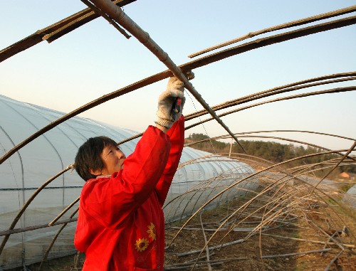 2月27日,霍山縣衡山鎮(zhèn)錐子山村村民重建因雪災(zāi)受損的蔬菜大棚。