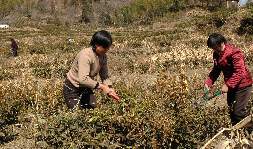 2月27日,岳西縣姚河鄉(xiāng)村民在修剪茶樹枯枝,以利于重新發(fā)芽生長(zhǎng)。