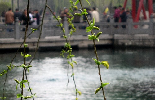 3月15日,正在噴涌的趵突泉畔春意濃濃。 新華社記者 徐速繪 攝