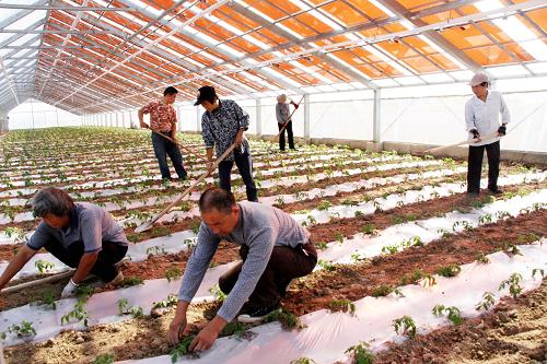 10月26日,農(nóng)民在江西省上饒市沙溪鎮(zhèn)的薄膜太陽能農(nóng)業(yè)大棚內(nèi)種植蔬菜。新華社發(fā)(卓忠偉 攝)