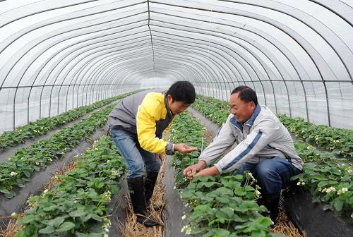 11月16日,江蘇省的農(nóng)業(yè)專家(右)在綿竹江蘇高效農(nóng)業(yè)示范園區(qū)向當(dāng)?shù)剞r(nóng)技人員傳授草莓種植技術(shù)。對口援建地震災(zāi)區(qū)四川省綿竹市的江蘇省從2008年11月起投入2000多萬元修建綿竹江蘇高效農(nóng)業(yè)示范園,并派出鎮(zhèn)江農(nóng)科所的7位農(nóng)技專家到示范園傳授現(xiàn)代農(nóng)業(yè)技術(shù),培訓(xùn)當(dāng)?shù)剞r(nóng)技人員。該園區(qū)示范面積規(guī)劃5000畝,輻射面積規(guī)劃5萬畝,以綿竹現(xiàn)有梨產(chǎn)業(yè)和生豬產(chǎn)業(yè)為基礎(chǔ),引入適宜的果蔬等優(yōu)良品種,引進(jìn)江蘇的先進(jìn)生產(chǎn)技術(shù)及管理經(jīng)驗,力爭3年后使綿竹農(nóng)業(yè)產(chǎn)業(yè)競爭力和農(nóng)民收入有較大幅度提升。目前,園區(qū)已種植了大棚草莓、葡萄、梨子、核桃、無花果等,完成了生態(tài)養(yǎng)殖畜禽養(yǎng)殖舍建設(shè)和示范養(yǎng)殖。新華社記者 李曉果 攝