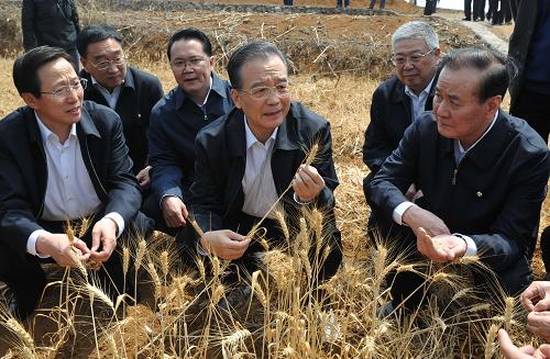 4月3日,溫家寶在興義市民航村七塊地察看因干旱已經(jīng)絕收的小麥。新華社記者 李學(xué)仁 攝