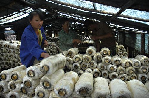 7月2日,牡丹江市鐵嶺鎮(zhèn)鐵嶺二村村民在洪水退去后的食用菌棚室內(nèi)管理菌包。新華社發(fā)(莊文斌 攝)