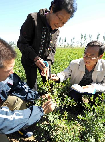 9月11日,寧夏農(nóng)科院果樹育種專家喻菊芳(中)在靈武市靈武育苗基地觀察長棗苗的生長情況。 素有“長棗之鄉(xiāng)”的寧夏靈武市林業(yè)部門,在大力開展防沙治沙,全民營造綠色家園的同時,先后出臺了優(yōu)良品種培育和建立市場營銷網(wǎng)絡(luò)等一系列政策措施,把已有1300年栽培史的靈武種植資源轉(zhuǎn)化成經(jīng)濟優(yōu)勢。到目前,靈武長棗種植面積達到8.5萬畝,年產(chǎn)量500萬公斤,實現(xiàn)產(chǎn)值3000萬元,長棗種植成了當?shù)剞r(nóng)民的“鐵桿莊稼”。 新華社記者 劉廣銘攝