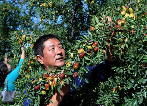 9月11日,靈河鎮(zhèn)二道溝村村民王云種植的長棗長勢喜人。 素有“長棗之鄉(xiāng)”的寧夏靈武市林業(yè)部門,在大力開展防沙治沙,全民營造綠色家園的同時,先后出臺了優(yōu)良品種培育和建立市場營銷網(wǎng)絡(luò)等一系列政策措施,把已有1300年栽培史的靈武種植資源轉(zhuǎn)化成經(jīng)濟優(yōu)勢。到目前,靈武長棗種植面積達到8.5萬畝,年產(chǎn)量500萬公斤,實現(xiàn)產(chǎn)值3000萬元,長棗種植成了當?shù)剞r(nóng)民的“鐵桿莊稼”。 新華社記者 劉海峰攝