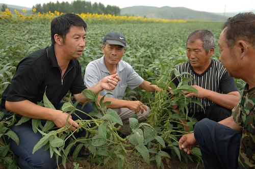 內(nèi)蒙古興安盟的農(nóng)業(yè)技術(shù)人員深入田間地頭為農(nóng)民講解農(nóng)業(yè)科技(8月12日攝)。新華社記者李欣攝