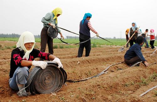 2007年7月15日,在河北省尚義縣七甲鄉(xiāng)東蕎麥窯村,農(nóng)民在鋪設(shè)滴灌管道(資料照片)。從2006年開(kāi)始,尚義縣采取政府補(bǔ)貼與農(nóng)民自籌相結(jié)合的方式,在全縣蔬菜主產(chǎn)區(qū)積極推廣膜下滴灌技術(shù)。據(jù)了解,利用膜下滴灌技術(shù)進(jìn)行灌溉要比渠灌每畝平均節(jié)水80%,比噴灌每畝平均節(jié)水40%以上。 新華社 發(fā)