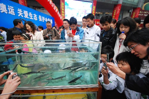 4月12日,宜昌市民在拍攝中華鱘幼苗。當(dāng)日,湖北省宜昌市葛洲壩中華鱘研究所在宜昌劇院門前開展“喜迎奧運(yùn)、關(guān)愛生態(tài)、保護(hù)中華鱘”大型公益活動?;顒油ㄟ^中華鱘標(biāo)本、中華鱘幼苗活體和宣傳展板的展示,提高市民對中華鱘的認(rèn)識和生態(tài)環(huán)保意識。新華社發(fā)(黃翔 攝)