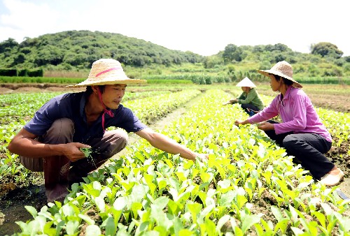 9月19日,廣西欽州市欽北區(qū)菜農(nóng)在反季節(jié)蔬菜田里除草。近年來,在推行標(biāo)準(zhǔn)化生產(chǎn),創(chuàng)建特色農(nóng)業(yè)品牌方向的指引下,廣西秋冬季農(nóng)業(yè)形成了以反季節(jié)“三避”(避雨、避寒、避曬)栽培為主的立體發(fā)展模式,產(chǎn)品呈規(guī)?;紊鲜校竟?jié)優(yōu)勢更加突出。目前,秋冬季農(nóng)業(yè)開發(fā)已覆蓋廣西各個市縣,面積近1400萬畝。2007年,廣西秋冬季農(nóng)業(yè)開發(fā)產(chǎn)值達(dá)193億元,全區(qū)農(nóng)民人均秋冬菜增收279元。新華社記者 張愛林 攝