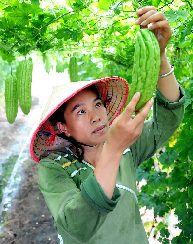 9月19日,廣西欽州市欽北區(qū)菜農(nóng)在收獲苦瓜。新華社記者 張愛林 攝