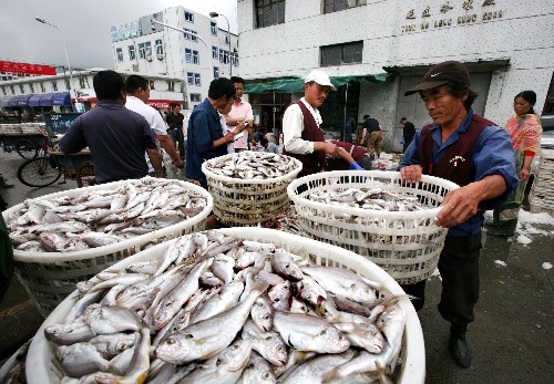 6月11日,大批漁船載著最后一批魚貨陸續(xù)駛進浙江省舟山國際水產(chǎn)城碼頭,漁民忙著卸貨。新華社發(fā) (胡社友 攝)