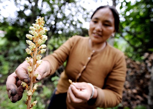 7月14日,波密縣一位農(nóng)民在管理種植的天麻。西藏波密縣野生天麻具有藥味醇厚、藥用價(jià)值高等特點(diǎn),市場供不應(yīng)求。廣東省援藏工作組利用當(dāng)?shù)丨h(huán)境、資源優(yōu)勢,在波密縣建立了天麻培育基地,幫助農(nóng)牧民種植天麻。目前,天麻種植已成為當(dāng)?shù)剞r(nóng)牧民的主要收入來源。 新華社記者 普布扎西 攝