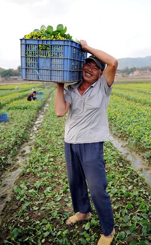 2月18日,廣西欽州市小董鎮(zhèn)農(nóng)民姚杰純在搬運已收獲的蔬菜準(zhǔn)備外銷廣州。新華社記者 張愛林 攝