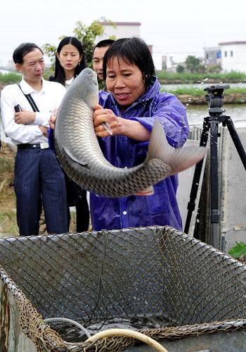 2月18日,東升鎮(zhèn)一名養(yǎng)殖戶將脆肉鯇魚按大小進行分類銷售。 新華社記者 周文杰 攝