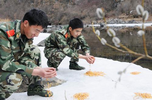 4月23日,吉林邊防總隊(duì)古城里邊防檢查站官兵在圖們江支流為水鳥投放糧食。 新華社記者 齊海山 攝