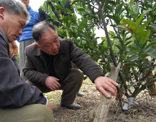 江西撫州:2000多名農(nóng)技干部下鄉(xiāng)救災(zāi)幫扶 新華社照片,撫州(江西),2008年2月21日 江西撫州:2000多名農(nóng)技干部下鄉(xiāng)救災(zāi)幫扶 2月21日,撫州市一名農(nóng)業(yè)技術(shù)干部(右)在青泥鎮(zhèn)吳家村指導(dǎo)果農(nóng)進(jìn)行生產(chǎn)自救。 近日,江西省撫州市2000多名農(nóng)業(yè)技術(shù)干部下鄉(xiāng)開展災(zāi)后救災(zāi)幫扶活動(dòng),指導(dǎo)農(nóng)民進(jìn)行生產(chǎn)自救。 新華社發(fā)(周科攝)