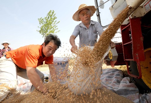 5月31日,河南省遂平縣和興鄉(xiāng)一戶農(nóng)民在收獲小麥。 目前,我國(guó)最大的小麥生產(chǎn)區(qū)河南省7890萬(wàn)畝小麥從南至北全面開(kāi)機(jī)收割,來(lái)自全國(guó)各地的11萬(wàn)多臺(tái)大型收割機(jī)匯聚中原,參加麥?zhǔn)諘?huì)戰(zhàn)。 新華社記者 朱祥 攝