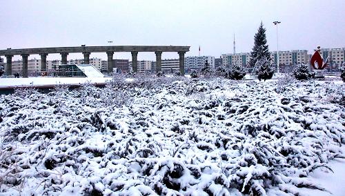 3月30日清晨,厚厚的積雪覆蓋了內(nèi)蒙古興安盟烏蘭浩特市街頭的松樹。