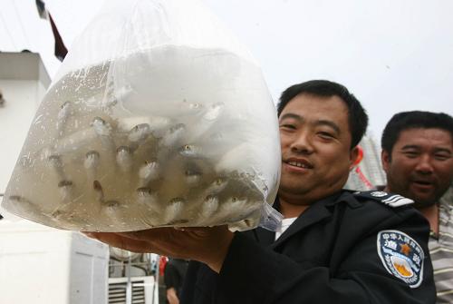 6月6日,漁政人員在搬運即將放流的魚苗。當(dāng)日,山東青島市舉行2009年漁業(yè)資源增殖放流啟動儀式,首批300萬尾對蝦、100萬只梭子蟹,3萬尾牙鲆和3萬尾梭魚投進青島太平灣海域。新華社發(fā)(胡保勝攝)