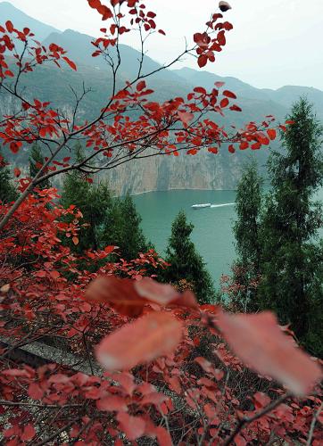 一艘快艇從紅葉、綠樹(shù)相映的長(zhǎng)江瞿塘峽通過(guò)(2009年12月5日攝)。新華社記者 周衡義 攝