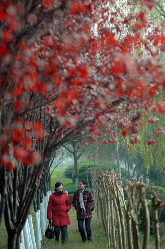 1月14日,市民從長(zhǎng)江邊一處樹(shù)叢中走過(guò)。新華社記者 周衡義 攝