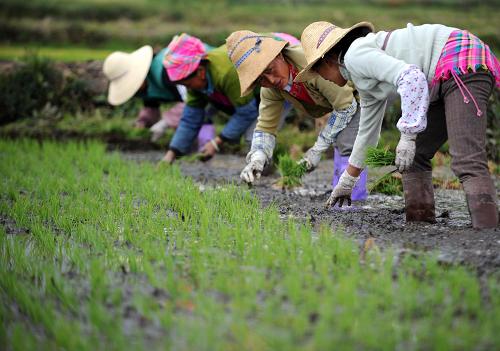 云南大理抗旱忙春耕 4月28日,大理市喜洲鎮(zhèn)的村民正在插秧。 春耕時(shí)節(jié),遭遇嚴(yán)重旱情的云南省全力做好抗旱保春耕工作,各地及時(shí)調(diào)整種植結(jié)構(gòu),并抓好農(nóng)作物的田間管理。近期,少量的降雨使大理白族自治州部分地區(qū)旱情得到一定緩解,當(dāng)?shù)厝罕娮プ∮欣麜r(shí)機(jī)搶插秧苗。 新華社記者 秦晴 攝