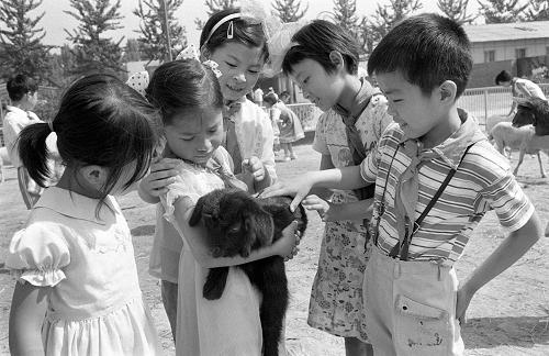 我國第一個兒童動物園1984年5月31日在北京正式開放。圖為孩子們在兒童動物園里和小羊玩耍。 新華社記者宋連峰攝(資料照片)