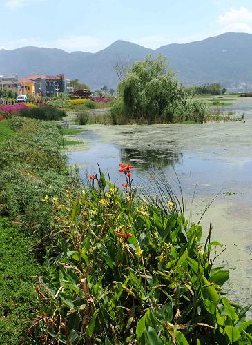 位于昆明滇池國(guó)家旅游度假區(qū)內(nèi)的永昌濕地公園,兼具景觀美化和水體凈化的功能(2010年4月30日攝)。 當(dāng)日是第39個(gè)世界環(huán)境日。近年來(lái),云南省昆明市加快滇池治理步伐,以節(jié)能減排、生態(tài)工程等水污染綜合治理為重點(diǎn),開(kāi)展沿湖生態(tài)修復(fù)工程,并建設(shè)湖濱濕地與湖濱林帶,恢復(fù)陡岸帶植被,目前已經(jīng)取得一定成效。現(xiàn)在滇池沿湖地區(qū)已完成近5萬(wàn)畝湖濱濕地和生態(tài)林建設(shè),逐步恢復(fù)湖內(nèi)的水生植被及生物多樣性,提高了湖泊的自凈能力。 新華社記者 藺以光 攝