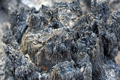 目擊大興安嶺過火林地 這是針葉松被大火燒毀剩下的根部(6月30日攝)。 內(nèi)蒙古越界火6月26日燒至黑龍江大興安嶺境內(nèi)后,目前在黑龍江大興安嶺林區(qū)參與滅火的人員已達12000人。眾多撲救人員在火場已經(jīng)奮戰(zhàn)4天。目前火勢仍然十分嚴峻。 新華社記者王松攝