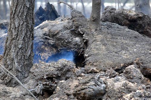 目擊大興安嶺過火林地 這是過火后的一處突起的土壤,樹根露出地面。 內(nèi)蒙古越界火6月26日燒至黑龍江大興安嶺境內(nèi)后,目前在黑龍江大興安嶺林區(qū)參與滅火的人員已達12000人。眾多撲救人員在火場已經(jīng)奮戰(zhàn)4天。目前火勢仍然十分嚴峻。 新華社記者王松攝