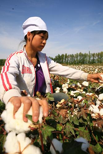 9月16日,來(lái)自甘肅的拾花工在棉田里采摘新棉。 今年,新疆兵團(tuán)棉花種植面積700余萬(wàn)畝,預(yù)計(jì)產(chǎn)量100余萬(wàn)噸。目前,平衡施肥、節(jié)水栽培、機(jī)械采棉和膜下滴灌等技術(shù)已在兵團(tuán)棉田得到普遍推廣和廣泛應(yīng)用,棉花品質(zhì)和單產(chǎn)水平不斷提升。 新華社發(fā)(沈志君 攝)
