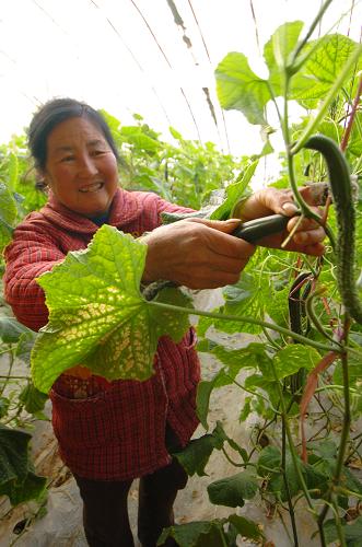 2月13日,安塞縣侯溝門(mén)村村民李玉芬在大棚里采摘蔬菜。當(dāng)日,記者來(lái)到陜西省安塞縣沿河灣鎮(zhèn)侯溝門(mén)村采訪,除感受到這里濃厚的節(jié)日氣氛外,記者還看到村民忙碌的身影不斷在蔬菜大棚里閃過(guò),施肥、澆水、摘瓜...雖然是大年三十,村民們也沒(méi)有完全放下手中的農(nóng)活。新華社記者 陳昌奇 攝