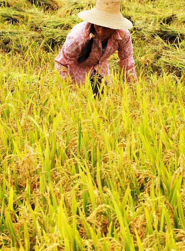 7月15日,一位農(nóng)民在安徽省巢湖市廬江縣農(nóng)業(yè)部雙季稻高產(chǎn)創(chuàng)建萬畝示范片內(nèi)收割早稻。7月14日,安徽省農(nóng)委公布,預(yù)計(jì)全省早稻總產(chǎn)量150萬噸,較2008年增加9.2萬噸,增長(zhǎng)6.5%。目前安徽省部分地區(qū)的早稻已經(jīng)開始收割。新華社發(fā)(郭晨攝)