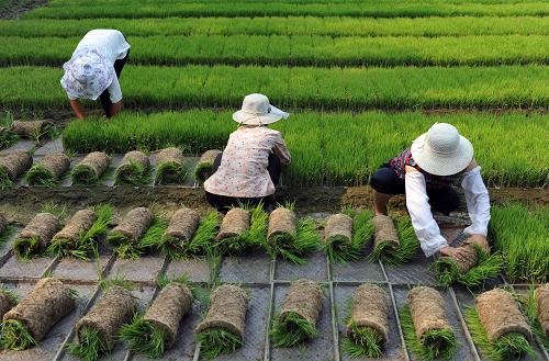 6月27日,臺兒莊區(qū)邳莊鎮(zhèn)滄廟村村民起秧苗插秧。當(dāng)日,山東省棗莊市臺兒莊區(qū)4.2萬畝稻田插秧全面展開,該區(qū)引入京杭大運(yùn)河的優(yōu)質(zhì)水源,全面推廣機(jī)械插秧技術(shù),抓住有利農(nóng)時進(jìn)行水稻插秧,運(yùn)河兩岸一派繁忙的田園景象。新華社發(fā)(高啟民 攝)