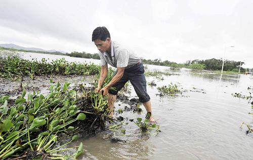 6月27日,陸豐市內(nèi)湖鎮(zhèn)小塢村與外界連通的一條路被洪水淹沒(méi),一名村民在清理水浮蓮。新華社記者 陳曄華 攝