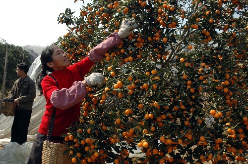 2月15日,冬瓜橋村桔農(nóng)毛運(yùn)娣在采摘金桔。新華社記者 王勉 攝