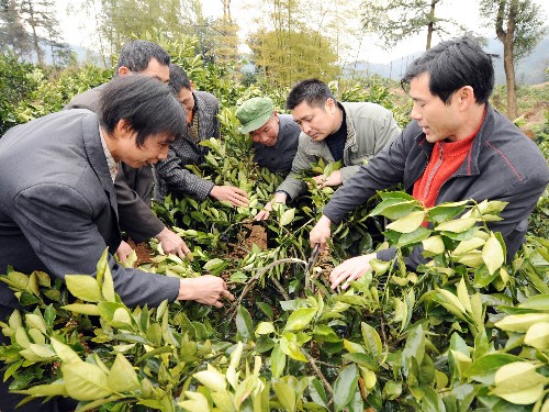 2月19日,廣西灌陽(yáng)縣農(nóng)技員在田頭給果農(nóng)做受災(zāi)果樹(shù)剪枝示范。 連日來(lái),廣西陸續(xù)派出1200多個(gè)專家組、工作隊(duì)約3萬(wàn)人,深入災(zāi)區(qū)田間地頭,實(shí)地幫助冰雪災(zāi)害受災(zāi)群眾解決恢復(fù)生產(chǎn)中遇到的各種困難和問(wèn)題。 新華社記者 張愛(ài)林 攝