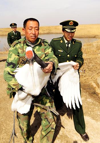 3月25日,遼寧盤錦邊防支隊(duì)趙圈河邊防派出所民警協(xié)助雙臺(tái)河口自然保護(hù)區(qū)救助站的工作人員救助一只受傷的丹頂鶴。 3月20日開始,遼寧在全省范圍內(nèi)開展為期兩個(gè)月的保護(hù)野生鳥類資源專項(xiàng)執(zhí)法行動(dòng)。此次專項(xiàng)執(zhí)法行動(dòng)的重點(diǎn)為依法打擊非法獵捕、出售、收購(gòu)及食用野生鳥類的違法行為,一經(jīng)查獲將依法嚴(yán)懲。 新華社記者 任勇 攝