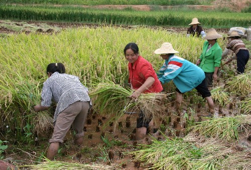 9月3日,鄉(xiāng)親們在冒雨幫助地震中受災(zāi)的永定鎮(zhèn)店子村農(nóng)民魯春鳳(左四)家搶收已經(jīng)成熟的15畝稻谷。攀枝花地震波及了與攀枝花市接界的云南省永仁縣四鄉(xiāng)三鎮(zhèn),9萬多人受災(zāi),民房倒損嚴(yán)重。當(dāng)?shù)厥転?zāi)群眾,不誤農(nóng)時(shí),展開生產(chǎn)自救,開鐮收割已經(jīng)成熟的水稻,震區(qū)農(nóng)田一派繁忙景象。新華社記者 陳海寧 攝