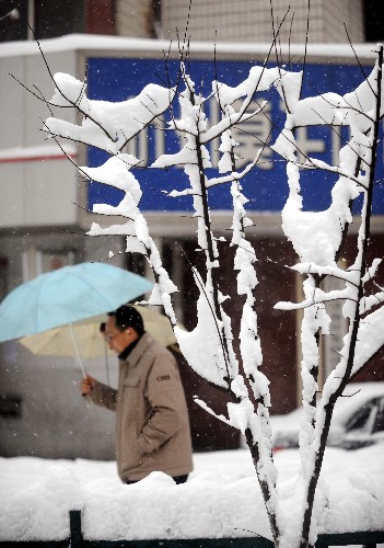 2月2日,杭州市區(qū)路邊樹木落滿積雪。 新華社記者 徐昱 攝