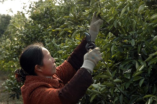 災(zāi)后恢復(fù)生產(chǎn)忙 新華社照片,桂林,2008年2月14日 災(zāi)后恢復(fù)生產(chǎn)忙 2月14日,桂林市資源縣果農(nóng)趙二秀在修剪被凍壞的臍橙樹(shù)。 罕見(jiàn)雨雪冰凍天氣造成廣西880多萬(wàn)畝農(nóng)作物受災(zāi),地處桂北的桂林市受災(zāi)最為嚴(yán)重。隨著天氣逐漸好轉(zhuǎn),廣西干部群眾積極投身到恢復(fù)生產(chǎn)中,盡可能減少損失。 新華社記者王勉攝
