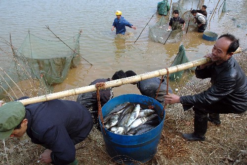 2月14日,桂林市全州縣一家養(yǎng)魚(yú)場(chǎng)的工人將受凍的魚(yú)轉(zhuǎn)往它處飼養(yǎng)。
